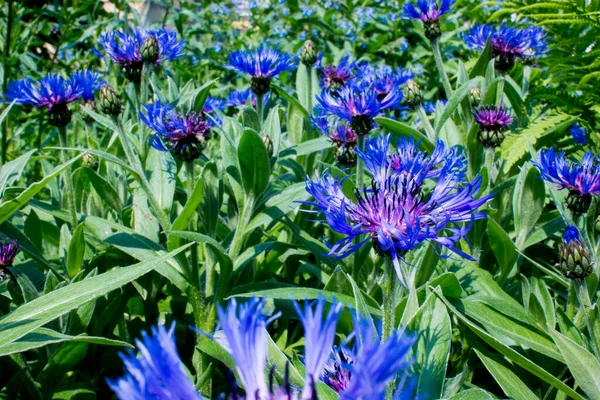 Beautiful blue cornflowers and ferns on the background of green grass in the garden — Stock Photo, Image