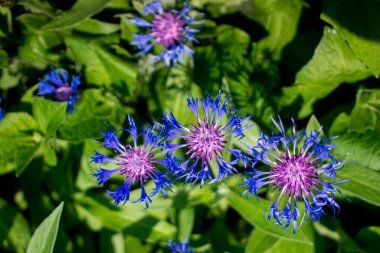 Bahçedeki yeşil çimlerin arka planında güzel mavi çiçek ve eğrelti otları