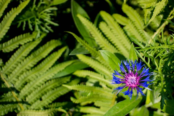 Schöne blaue Kornblumen und Farne auf dem Hintergrund von grünem Gras im Garten — Stockfoto