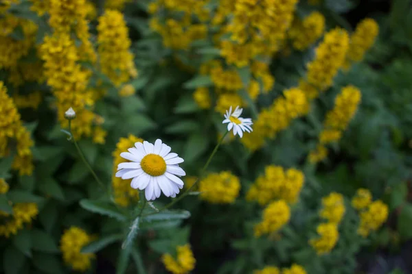 Tiro ao ar livre de loosestrife amarelo em um canteiro de flores bem cheio — Fotografia de Stock