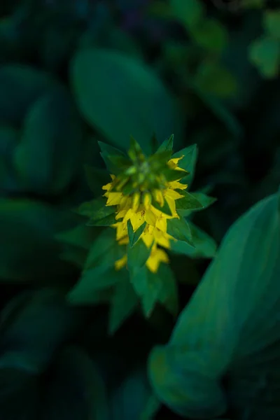 Fotografia Kwietnika Letni Dzień Naturalne Świeże Tło Kwiatowe Nadaje Się — Zdjęcie stockowe