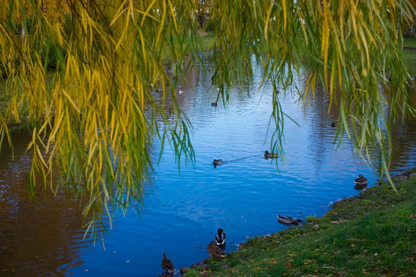 Yaban Ördeği Sürüsü Sonbahar Parkında Gölette Yüzer — Stok fotoğraf