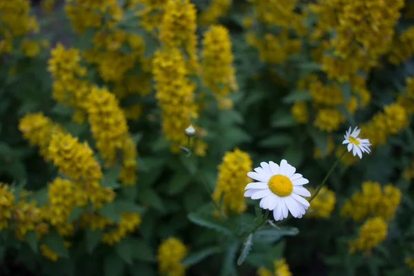 Foto al aire libre de la vida floja amarilla en un lecho de flores bien lleno — Foto de Stock