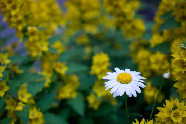 Tiro ao ar livre de loosestrife amarelo em um canteiro de flores bem cheio — Fotografia de Stock