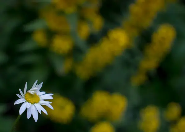 Tiro ao ar livre de loosestrife amarelo em um canteiro de flores bem cheio — Fotografia de Stock