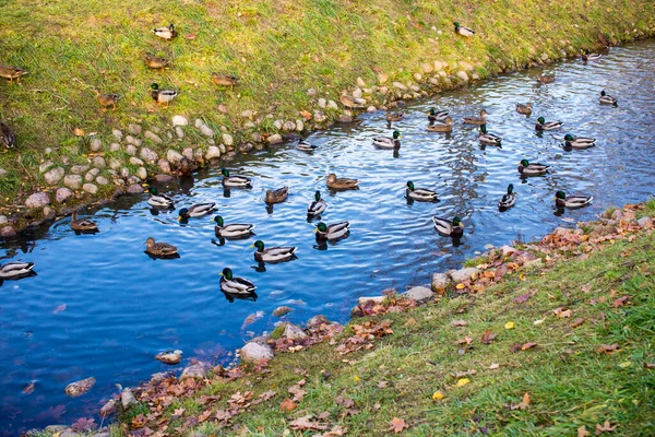 Yaban Ördeği Sürüsü Sonbahar Parkında Gölette Yüzer — Stok fotoğraf