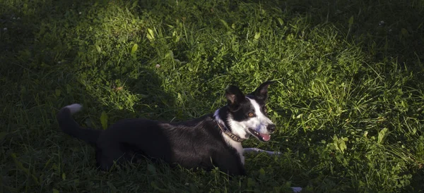 Cão Está Deitado Relva Parque Raça Border Collie Fundo Verde — Fotografia de Stock