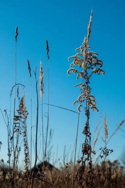 室外阳光明媚的日子 干枯的芦苇映衬着清澈的蓝天 用中性色彩抽象自然背景 最小的时髦潘帕斯草圆筒 在明媚的秋天的天空中 正在枯死的杂草 有选择的重点 高质量的照片 — 图库照片