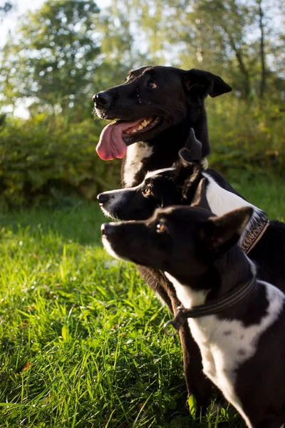 Kop Foto Van Drie Witte Zwarte Honden Van Wazige Groene — Stockfoto