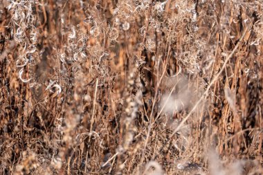 Açık havada güneşli bir günde açık mavi gökyüzüne karşı kuru kamış. Tarafsız renklerle soyut doğal arkaplan. Minimum modayı takip eden otlar paniğe kapılır. Parlak sonbahar gökyüzüne karşı ölen ateş yosunu. Seçici odaklanma. Yüksek kalite fotoğraf