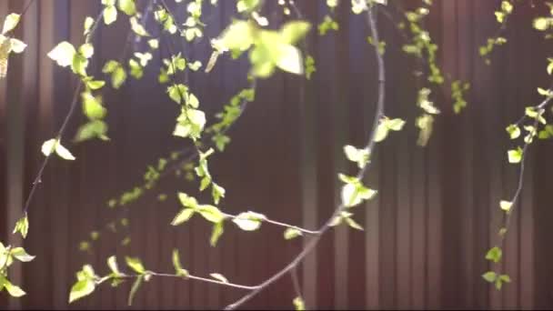Leaves Birch Tree Swaying Wind Blue Sky Sunny Day Green — Stock Video