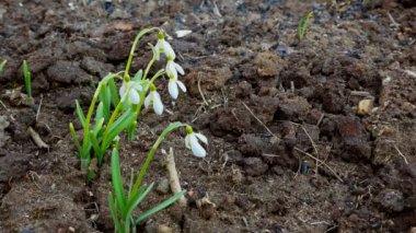 Toprak boyunca rüzgarda sallanan kar damlası. Çiçekler çerçevenin sağ tarafında düzenlenir. Yüksek kaliteli FullHD görüntüler