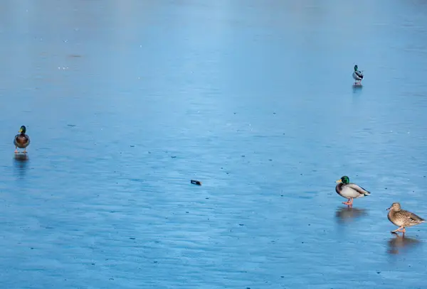 在一个清澈的冬日 一群城市鸭子在水库附近的雪地上特写 — 图库照片