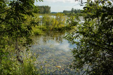 Berrak su, bulutlu gökyüzü ve yeşil köknar ormanıyla güzel, vahşi bir göl manzarası..