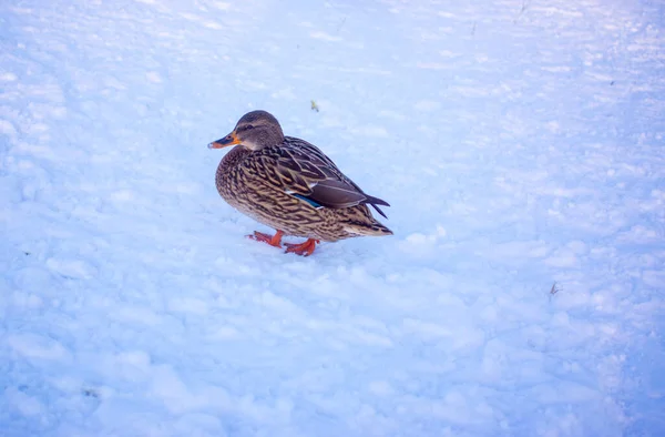 Stockente Läuft Winter Mit Kopierraum Auf Eis — Stockfoto