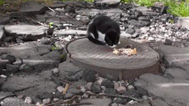 Şirin sokak kedisi bahçede kuru kedi maması yiyor. Yüksek kaliteli FullHD görüntüler