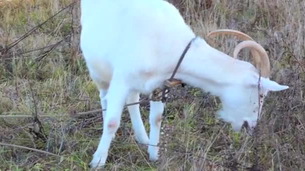 Weiße Ziegenweiden Auf Den Feldern Mit Getrocknetem Gelben Gras Hochwertiges — Stockvideo