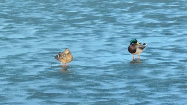 Mallard Pato Observa Drake Limpa Suas Penas Água Dia Ensolarado — Vídeo de Stock