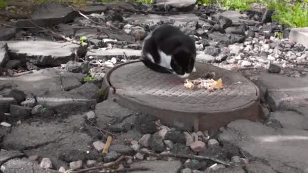 Χαριτωμένη Γάτα Του Δρόμου Τρώει Ξηρά Τροφή Για Γάτες Στην — Αρχείο Βίντεο