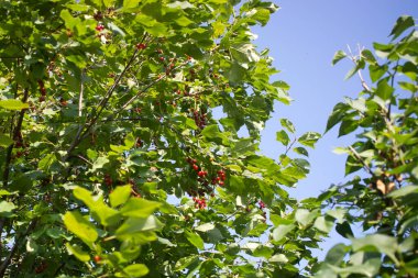 Meyve bahçesinde olgunlaşmış kirazlar. Kiraz Ağacı Dalları