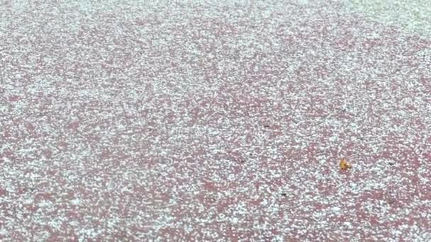 Hailstorm Pedaços Caindo Chão Revestimento Borracha Vermelha Imagens Fullhd Alta — Vídeo de Stock