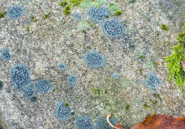 Background Texture Surface Old Concrete Slab Covered Moss Algae Lichen — 图库照片