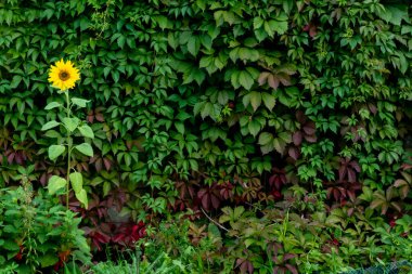 Yalnız ayçiçeği arka planı yeşil yapraklı Parthenocissus quinquefolia, bilinen adıyla Virginia sürüngeni, Victoria sarmaşığı, beş yapraklı sarmaşık. Doğal arka plan. Yüksek kalite fotoğraf