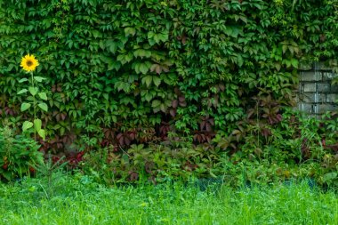  Yalnız ayçiçeği arka planı yeşil yapraklı Parthenocissus quinquefolia, bilinen adıyla Virginia sürüngeni, Victoria sarmaşığı, beş yapraklı sarmaşık. Doğal arka plan. Yüksek kalite fotoğraf