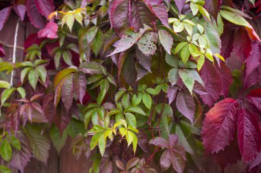  Partenosissus quinquefolia, bilinen adıyla Virginia Creeper, Victoria Creeper, beş yapraklı sarmaşık. Kırmızı yaprak arka plan, kırmızı ahşap duvar. Doğal arka plan. Yüksek kalite fotoğraf