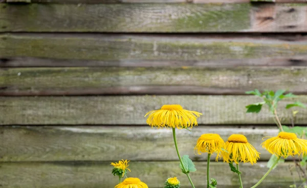 木の背景に葉と黄色の花を持つ医学植物イヌラ ヘレニウム 民俗療法や美容に使用するための便利なハーブエレクトランパンイヌラ — ストック写真