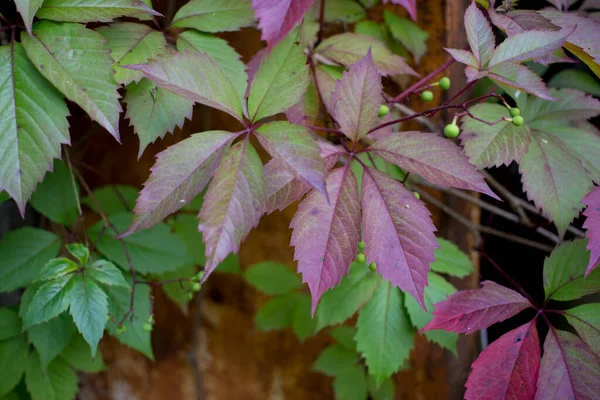 Parthenocissus Quinquefolia Bekannt Als Virginia Schlingpflanze Victoria Schlingpflanze Fünfblättriger Efeu — Stockfoto