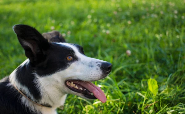 Adorável Jovem Preto Branco Fronteira Collie Cão Retrato Vista Lateral — Fotografia de Stock