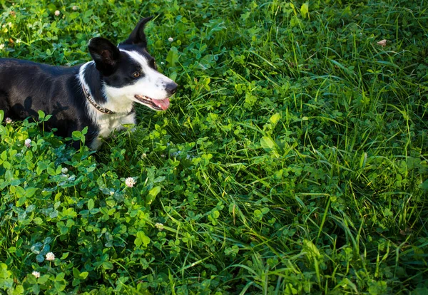 Cão Está Deitado Relva Parque Raça Border Collie Fundo Verde — Fotografia de Stock