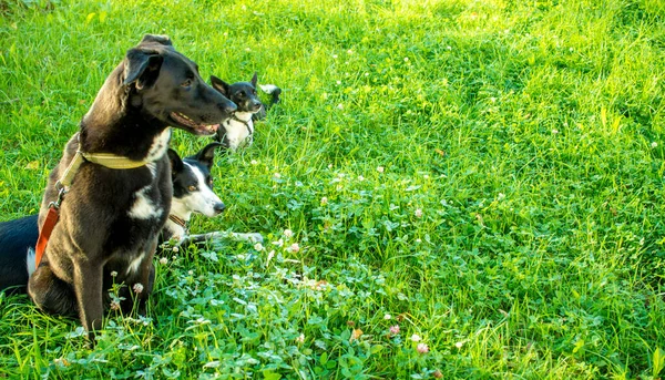 Tiro Cabeça Três Cães Brancos Pretos Fundo Verde Embaçado Vista — Fotografia de Stock