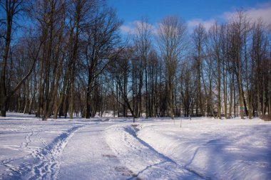 Güneşli bir kış gününde dar karlı orman yolu
