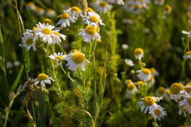 Papatya, papatya, papatya çiçeği, papatya çiçeği ve bahar çiçekleri arasında güzel bir doğa manzarası. Yüksek kalite fotoğraf