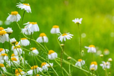 Papatya, papatya, papatya çiçeği, papatya çiçeği ve bahar çiçekleri arasında güzel bir doğa manzarası. Yüksek kalite fotoğraf