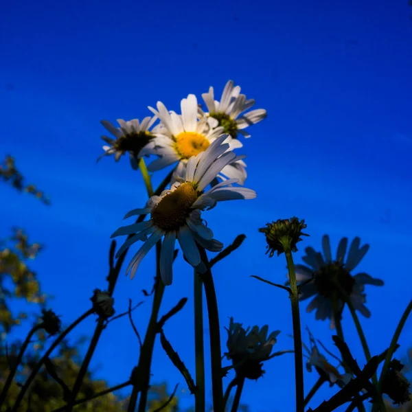 Manzanillas Pasto Prado Vista Inferior Contra Cielo Azul Oscuro Con — Foto de Stock