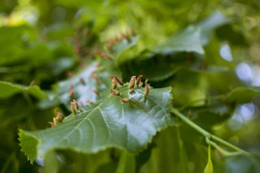Limon yaprakları Linden Gall mite Eriophyes tiliae 'yi etkiledi. Yüksek kalite fotoğraf