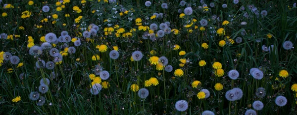 Weiße und gelbe Löwenzahne im Gras — Stockfoto