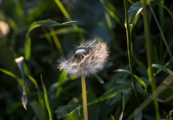 半个蒲公英头 美丽精致的蒲公英在夏日温暖的阳光下生长在绿色的草坪上 高质量的照片 — 图库照片