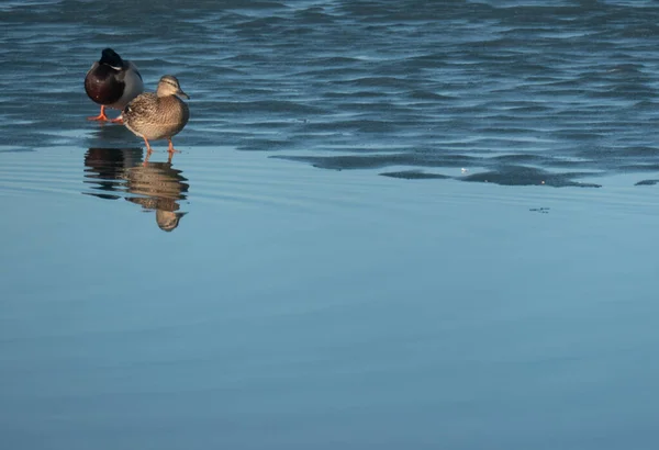 Couple Duck Pair Water Two Ducks Close Mallard Couple Anas — Stock Photo, Image