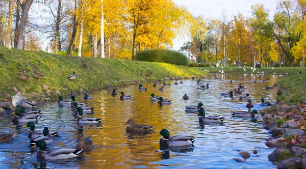 Flock Mallard Ducks Swim Pond Autumn Park — Stock Photo, Image