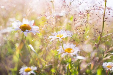 Papatya, papatya, papatya çiçeği, papatya çiçeği ve bahar çiçekleri arasında güzel bir doğa manzarası. Yüksek kalite fotoğraf