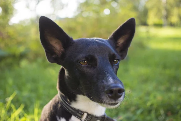 Retrato de um cão preto e branco em um parque — Fotografia de Stock