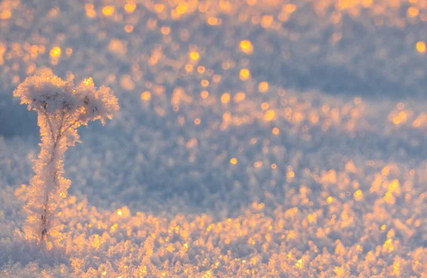 冬日的落日里 冰封的草地站在雪地里 自然背景冬季的雪枝在蓝天的背景上 大自然非常美丽 风景如画 冬天有雪花的树枝 — 图库照片