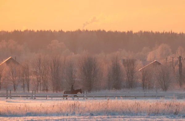 horses running at winter sunset. horse in back-light High quality photo