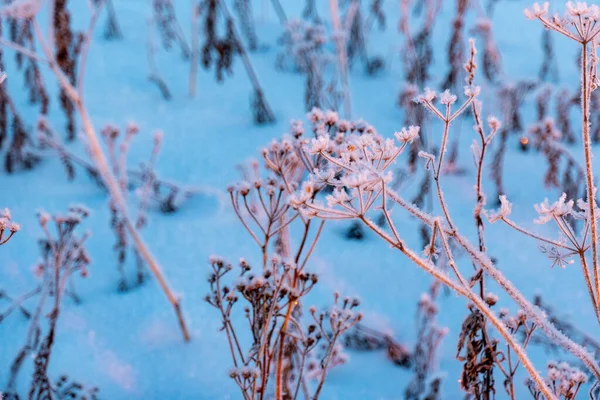 Frozen grass standing in snow during sunset in the winter, natural background Winter snow branches of tree on a blue sky background. very beautiful and picturesque nature in winter. Branch with flakes of snow in winter
