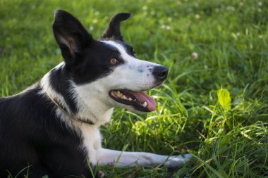 Sevimli genç siyah beyaz sınır çoban köpeği portresi, arka planda çiçekli yeşil çimen, parkta güneşli bir bahar günü