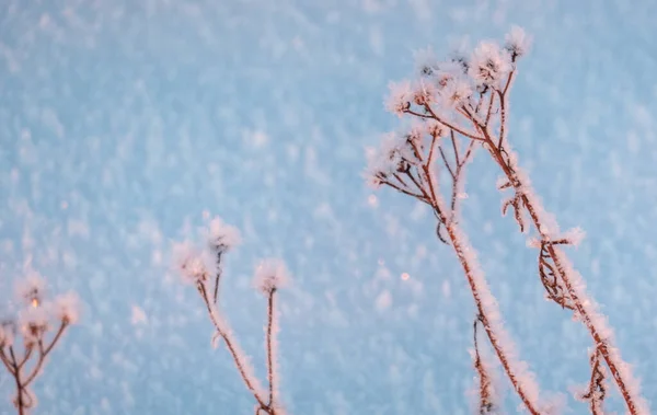 Frozen grass standing in snow during sunset in the winter, natural background Winter snow branches of tree on a blue sky background. very beautiful and picturesque nature in winter. Branch with flakes of snow in winter